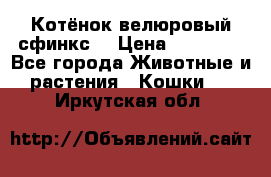 Котёнок велюровый сфинкс. › Цена ­ 15 000 - Все города Животные и растения » Кошки   . Иркутская обл.